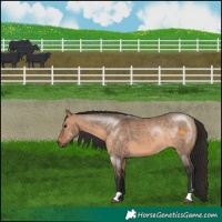 Horse Color:Brown Dun Rabicano 