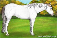 Horse Color:Sable Champagne Splash Tobiano Frame Varnish 