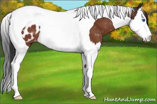 Horse Color:Bay Splash Tobiano Appaloosa 