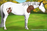 Horse Color:Bay Splash Tobiano Appaloosa 