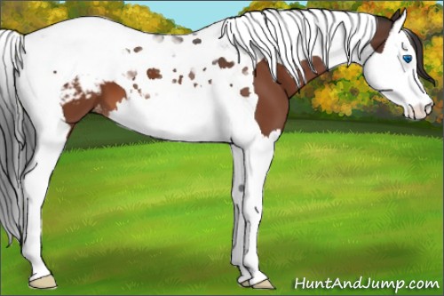 Horse Color:Bay Splash Tobiano Appaloosa 