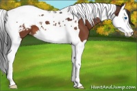 Horse Color:Bay Splash Tobiano Appaloosa 
