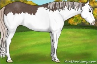 Horse Color:Silver Black Splash 