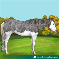 Horse Color:Smoky Black Ice Splash Appaloosa 