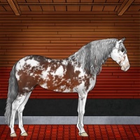 Horse Color:Brown Sabino