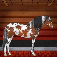 Horse Color:White Spotted Bay 