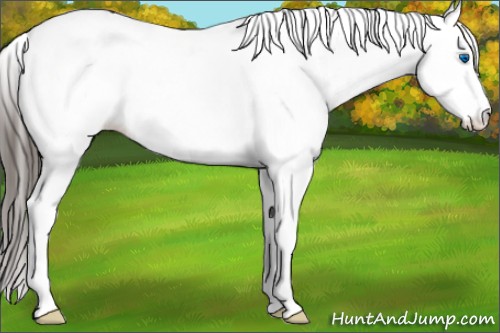 Horse Color:White Spotted Smoky Black Ice Splash Tobiano Appaloosa 