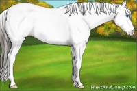 Horse Color:White Spotted Smoky Black Ice Splash Tobiano Appaloosa 