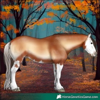 Horse Color:Bay Onyx Splash 