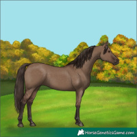 Horse Color:Liver Red Dun 