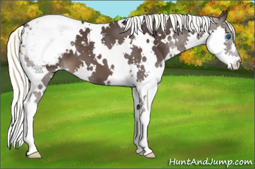 Horse Color:White Spotted Liver Chestnut Splash Appaloosa