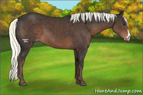 Horse Color:Liver Chestnut Appaloosa