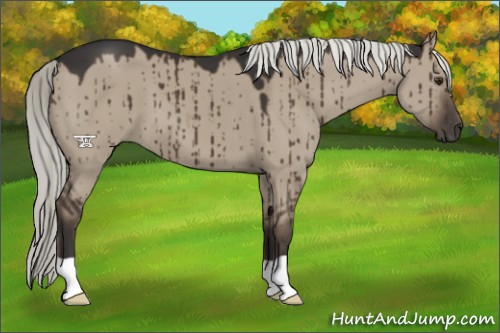 Horse Color:Liver Red Dun
