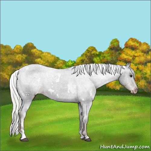 Horse Color:White Spotted Liver Chestnut Mushroom Appaloosa 
