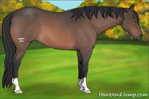 Horse Color:Bay Roan
