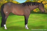 Horse Color:Bay Roan 