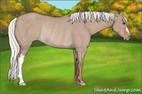 Horse Color:Red Dun Appaloosa Rabicano 
