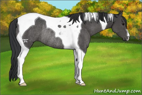 Horse Color:Black Tobiano Rabicano 