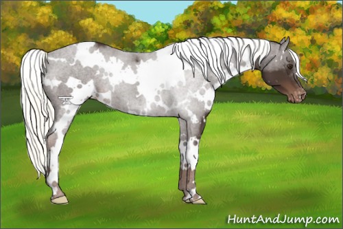 Horse Color:White Spotted Liver Chestnut Appaloosa
