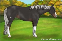 Horse Color:Liver Chestnut Appaloosa 