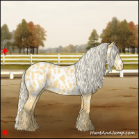Horse Color:Palomino Near Leopard 
