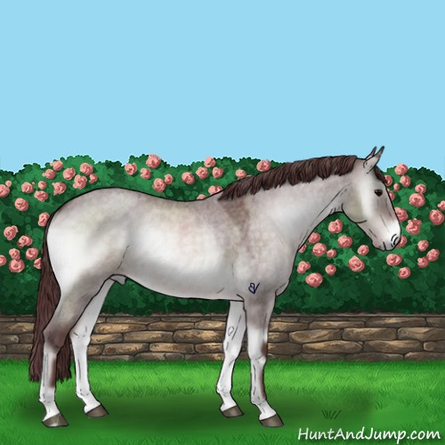 Horse Color:Platinum Chocolate Brown Roan Onyx 