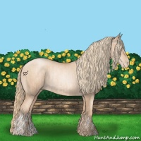 Horse Color:Gold Champagne Pearl Rabicano  and Gold Champagne Pearl Rabicano 