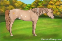 Horse Color:White Spotted Gold Champagne
