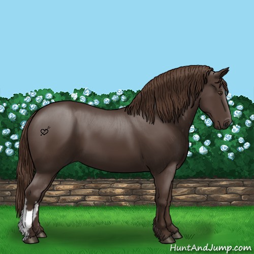 Horse Color:Liver Chestnut 