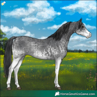 Horse Color:White Spotted Blue Roan Rabicano  and White Spotted Blue Roan Rabicano 
