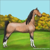 Horse Color:Bay Roan Tobiano 