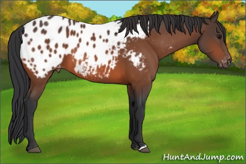 Horse Color:Bay Appaloosa 