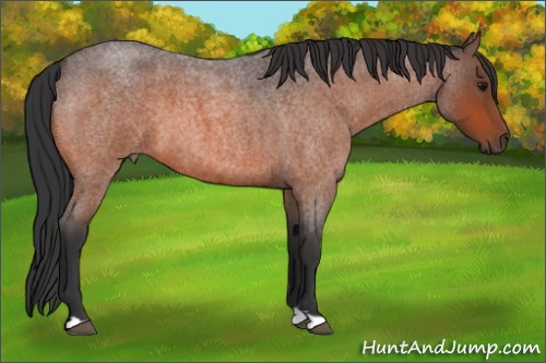 Horse Color:Bay Roan 