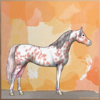Horse Color:Watercolor Silver Buckskin Sabino Tobiano Appaloosa 