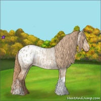 Horse Color:Red Dun Appaloosa  and Red Dun Appaloosa 