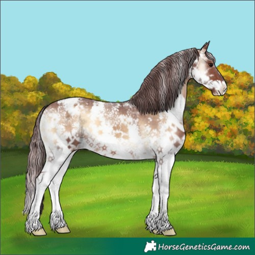 Horse Color:Chocolate Brown Onyx Sabino Appaloosa