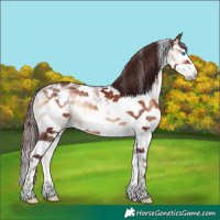 Horse Color:Chocolate Brown Onyx Sabino Splash