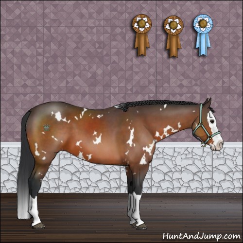 Horse Color:White Spotted Brown Splash