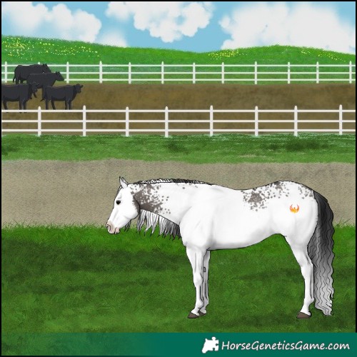 Horse Color:White Spotted Grullo Splash Rabicano 