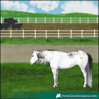 Horse Color:White Spotted Grullo Splash Rabicano 