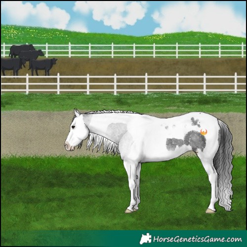 Horse Color:Black Splash Tobiano Rabicano 