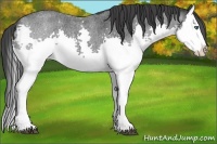 Horse Color:Blue Roan Splash 