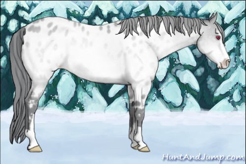 Horse Color:Sable Champagne Chinchilla Sabino Appaloosa 