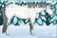Horse Color:Sable Champagne Chinchilla Sabino Appaloosa 