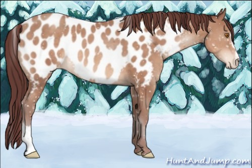 Horse Color:Chocolate Sable Champagne Sabino Appaloosa Rabicano 