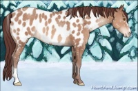 Horse Color:Chocolate Sable Champagne Sabino Appaloosa Rabicano 