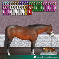 Horse Color:Brown Sabino