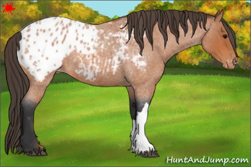 Horse Color:Bay Roan Appaloosa 
