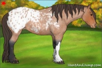 Horse Color:Bay Roan Appaloosa