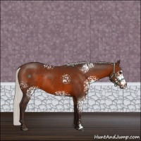 Horse Color:White Spotted Silver Brown Sabino Rabicano